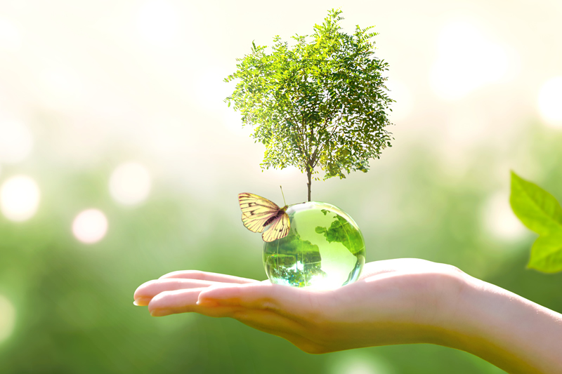 Hand holding a glass orb with a tree growing out of it.