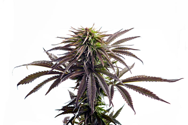 Hybrid sativa / indica cannabis plant with buds