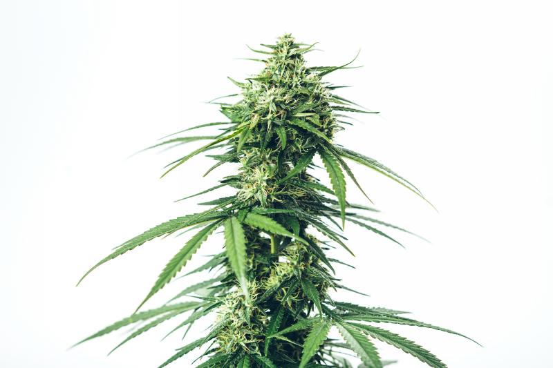 Sativa Cannabis: What It Is and How It Differs