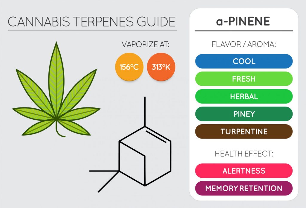 This image has an empty alt attribute; its file name is Cannabis-Terpene-Guide-Information-Chart.-Aroma-and-Flavor-with-Health-Benefits-and-Vaporize-Temperature.-Pinene-1024x695.jpeg