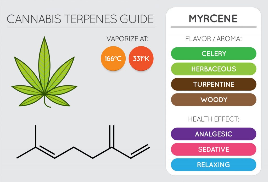 This image has an empty alt attribute; its file name is Cannabis-Terpene-Guide-Myrcene-1024x695.jpeg