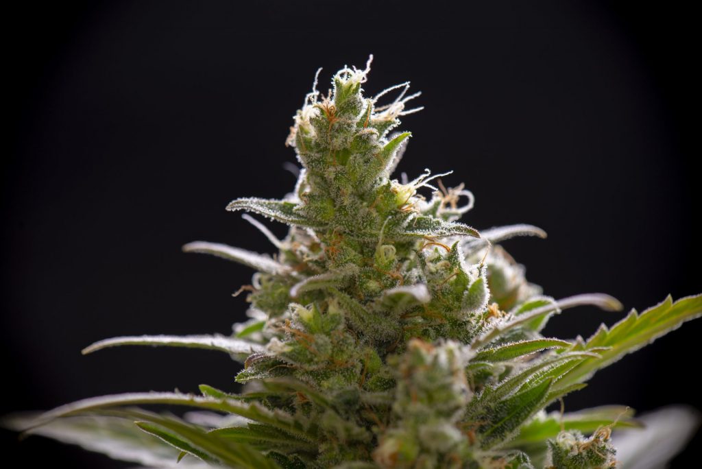 Cannabis Bud showing resins - terpenes