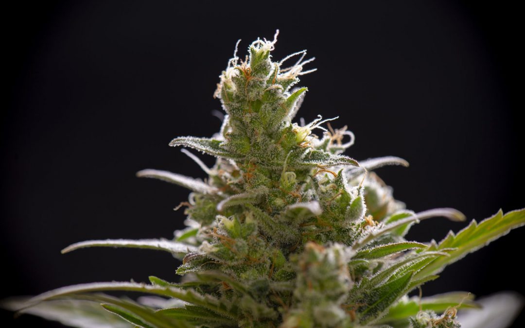 Cannabis Bud showing resins - terpenes