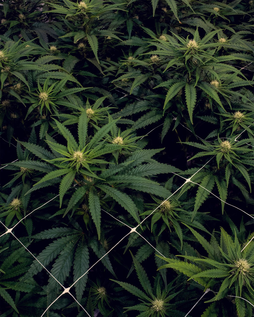 Cannabis Plants in bloom showing flowers