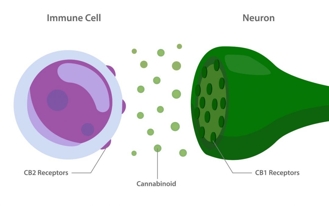 CB1 and CB2 Receptor diagram - relationship between how cannabanoids interact with the Immune Cell and the Neuron.