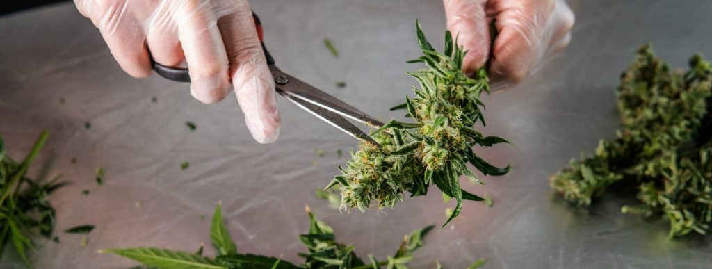 Trimming a Cannabis Bud with tweezers.