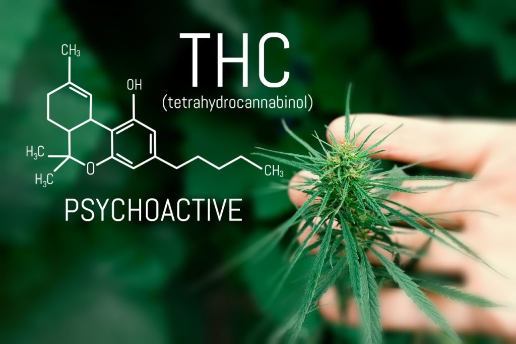 Chemical Molecular structure of THC tetrahydrocannabinol with image of cannabis bud and mans hand.