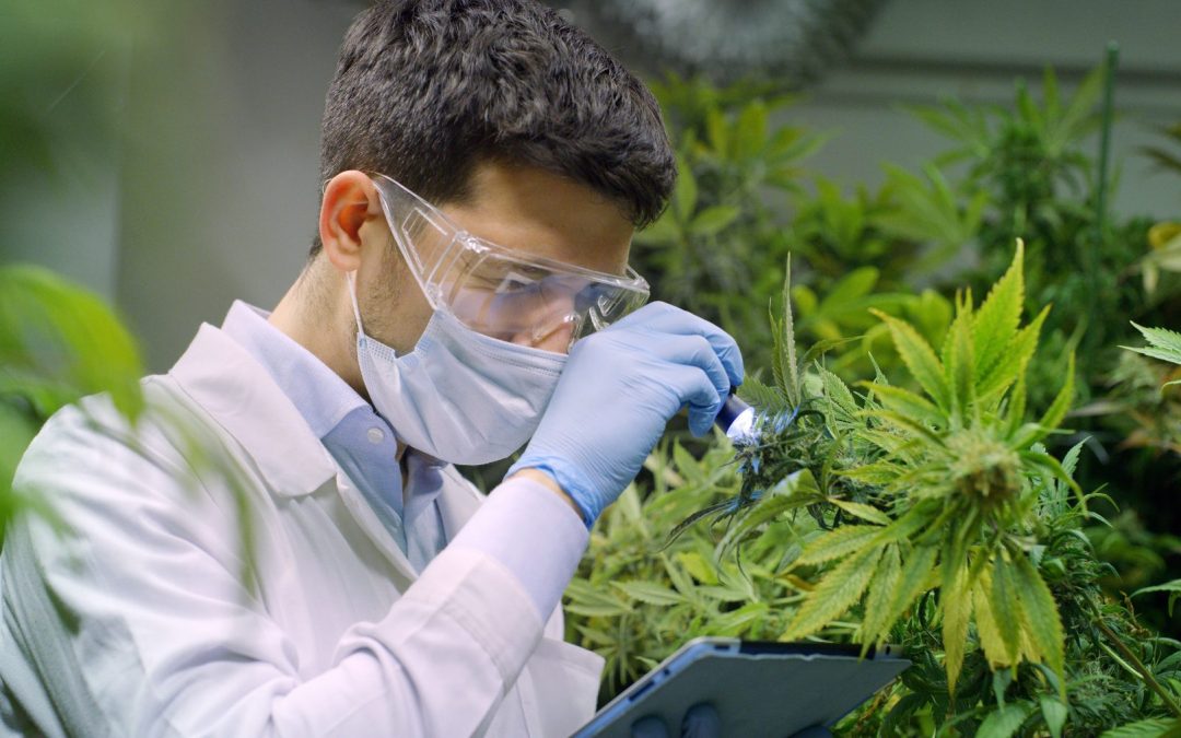 Cannabis Technician Inspecting Freshly grown cannabis