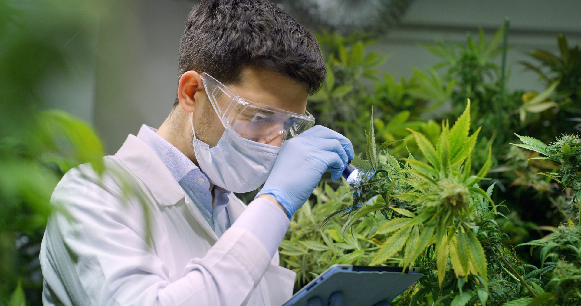Cannabis Technician Inspecting Freshly grown cannabis