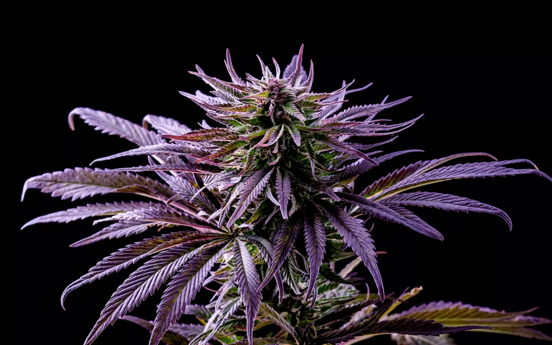 Hybrid Cannabis: The Best of Both Worlds